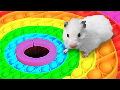 ? Hamster Escapes the Rainbow POP IT Maze [OBSTACLE COURSE]