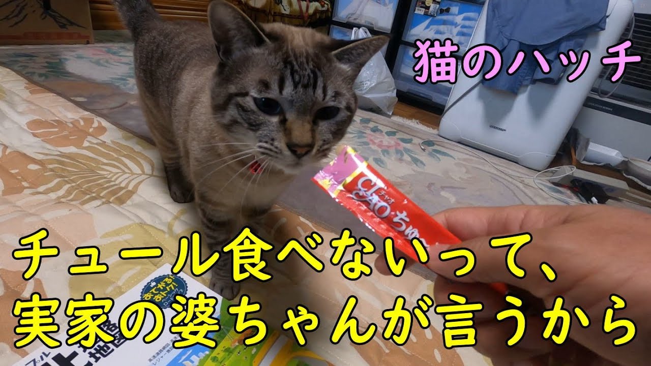 猫 チュール 食べ ない