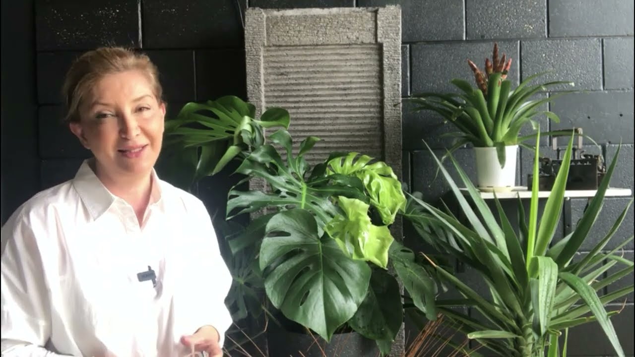 Deve Tabanı Bakımı İle İlgili Aradığınız Her Şey Wie man sich um eine Monstera Deliciosa kümmert