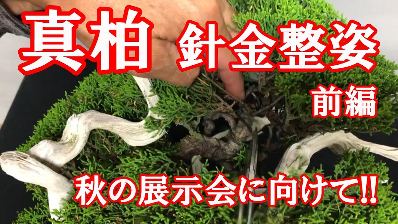 真柏 針金整姿 秋の展示会に向けて!! 前編/Shimpaku, For the autumn exhibition!! Part 1/盆栽 明樹園/大島健資盆栽園 June 2020