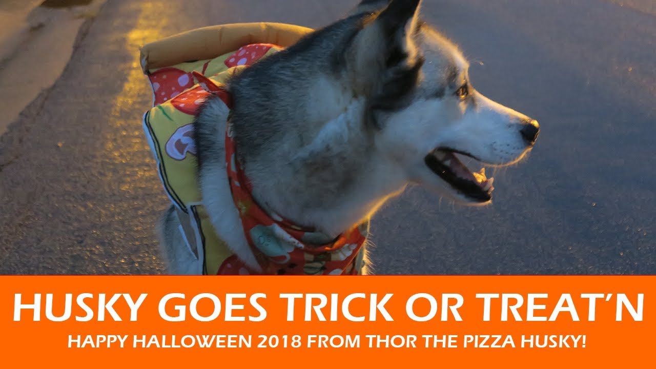 Husky Goes Trick or Treat'n Halloween 2018 YouTube