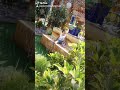 حبيبتي بكره تكبر وتروح المدرسه حبيبتي بكره تكبر وتروح المدرسه