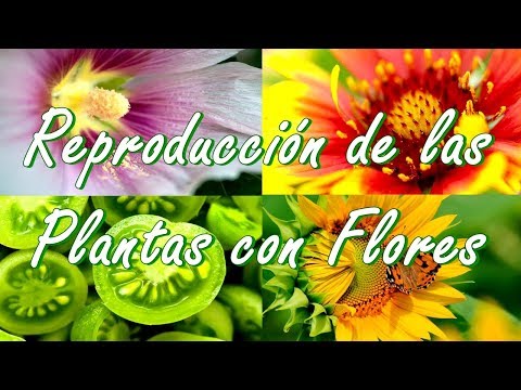 Reproduccion asexual plantas con flores