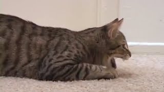 Mean Kitty - Full Webisode One Parts 1-3