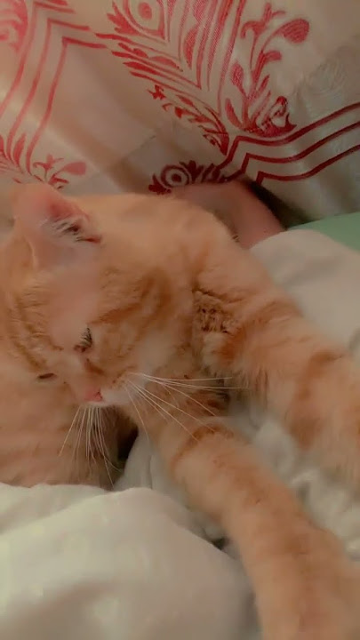 Geulio give massage to me #trending #love #viral #cat #pet #kitten #funny #video #massage #relaxing
