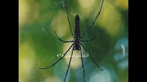 سورة الأعلى _ عبد الرحمن مسعد