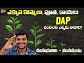 భాస్వరం పంటలలో ఏ సమయంలో ఉపయోగించాలి ౹How to use phosphorus