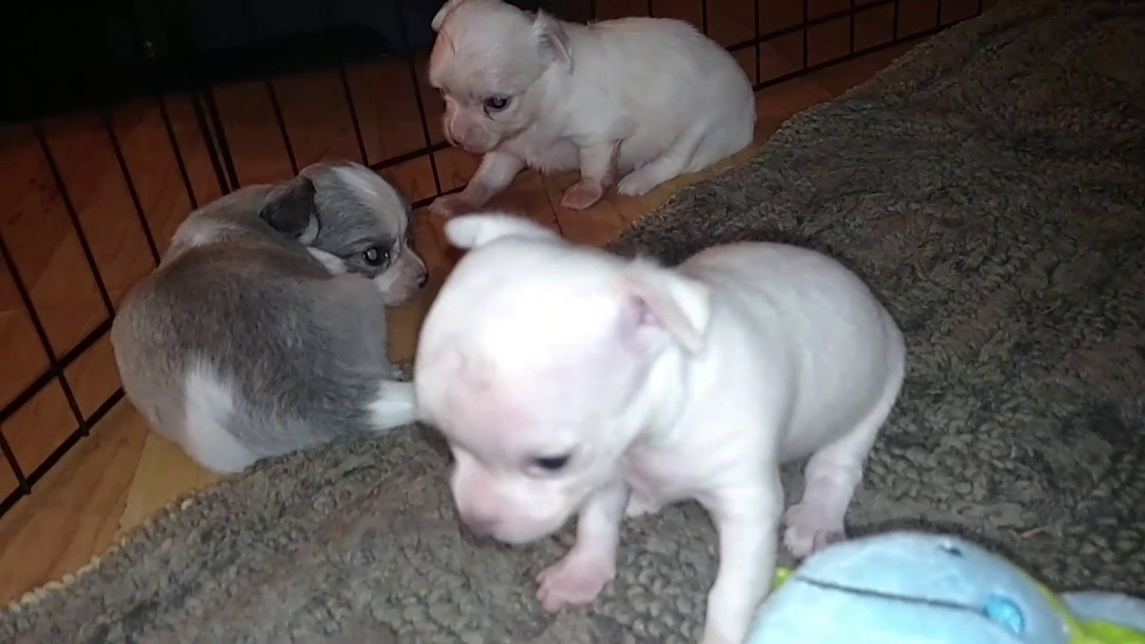 4-week-old-chihuahua-puppies-males-youtube