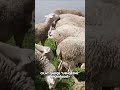 Cilat Qarqe Ushqejnë Shqipërinë Fieri Me Mish E Qumësht Durrësi Me Vezë Korça Me Mjaltë 