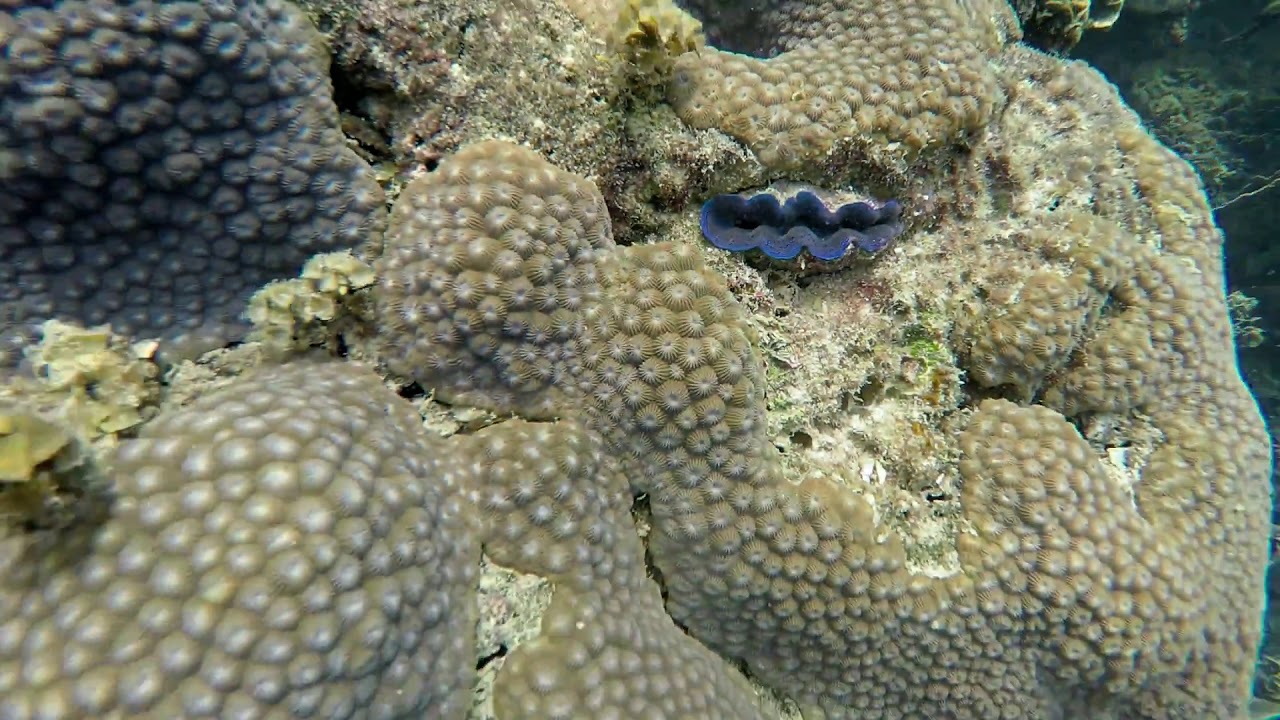 rumble video upload Underwater colourful worms, clam lips, fishes, corals, GoPro