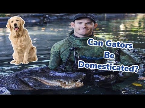 Video: Pot fi îmblânziți aligatorii?