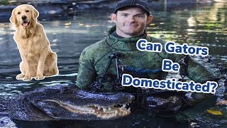 Can you domesticate gators???