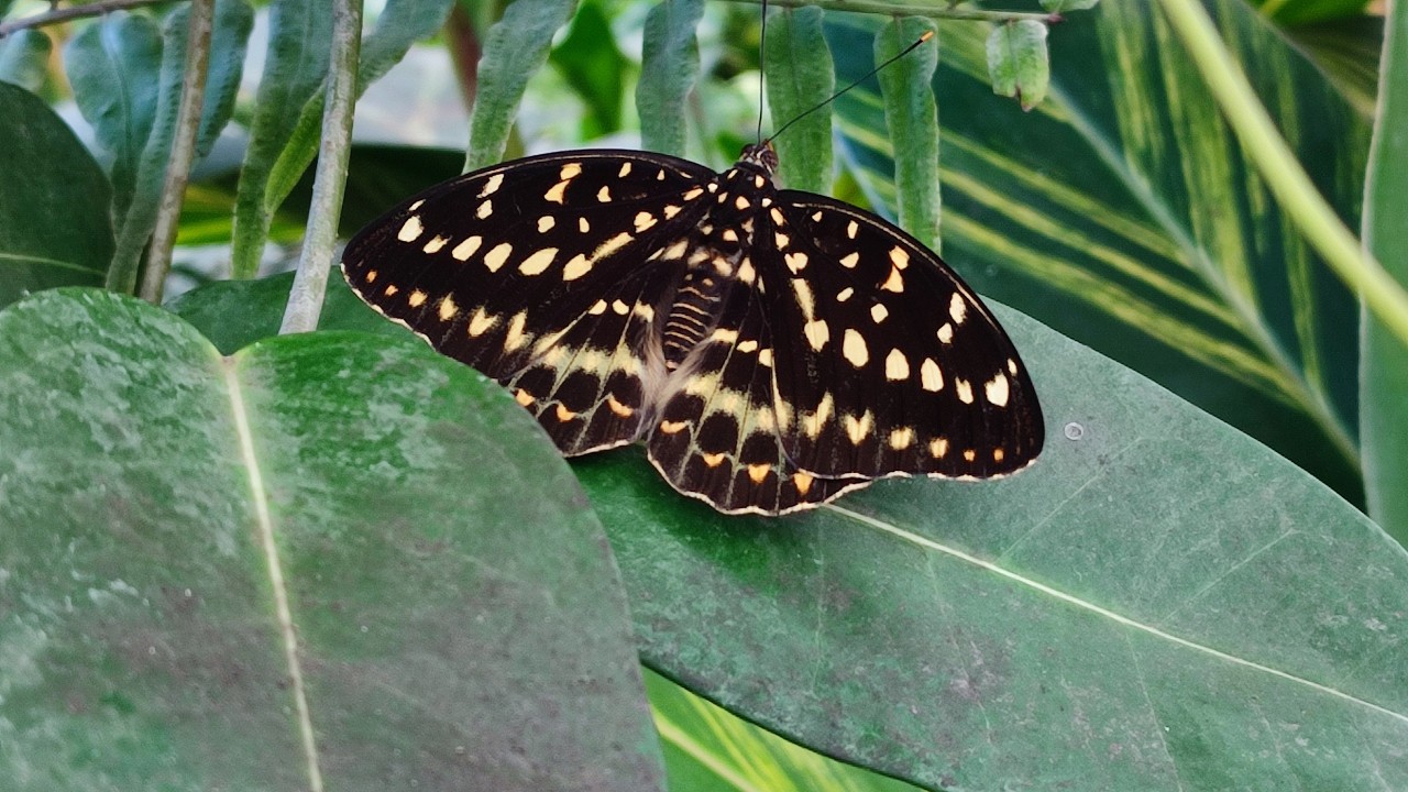 Our 1st garden prep of 2026 & gardens we aspire to ♥️😍