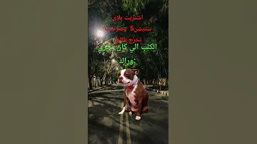 حالتك يوم تحط ايدك في جيبك وما تلاقي هاتفك ضحك ضحكة 