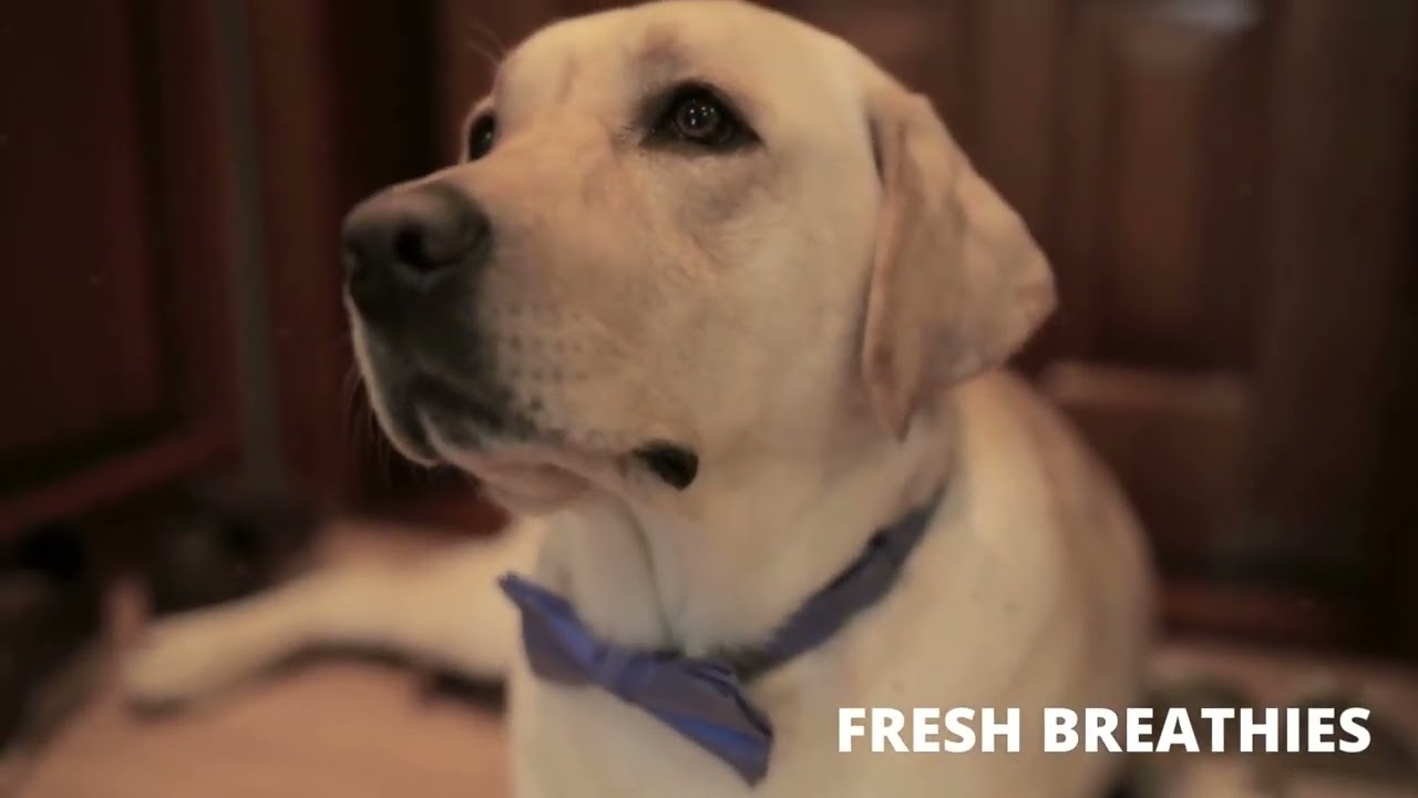 How to fix bad dog breath - YouTube