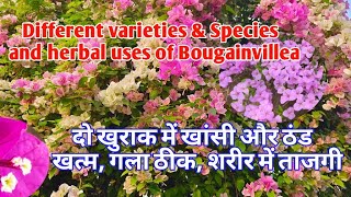 #bougainvillea, #garden, #ornamental, #flowers, #hedges, #medicinal, #herbal, #plants, #cough.