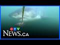 Great white shark, 'Kara' tracked near Vancouver Island