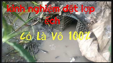 Đặt Lợp Ếch Theo Rãnh Nước Đọng