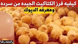 طريقه معرفه الكتاكيت الجيده من السرده ومعرفه الذكر من الانثي مع الدكتور محمد