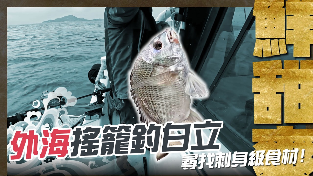 尋找刺身級食材 外海搖籠釣白立 鮮甜爽口 | #香港釣魚 #白立 #雞魚
