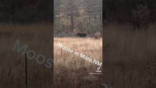 Moose in Mora New Mexico 2022