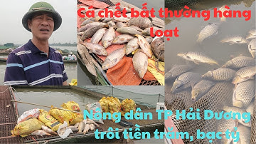 Cá chết bất thường hàng loạt, nông dân TP Hải Dương trôi tiền trăm, bạc tỷ/Cuộc sống muôn màu/#VieTC