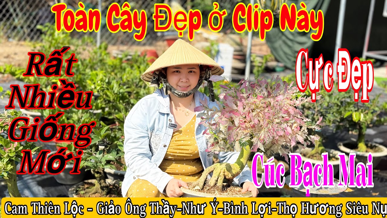 3/3 Vườn giao lưu mai vàng giá rẻ 💥🌲nhiều mã số mai đẹp 🌲cúc bạch mai,cam thiên Lộc 🌲🌲☎️ 0337274909