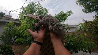 Trained Rock Iguana That Dare Devil