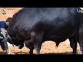 The lar one  only in pakistan  sensational history maker bull  trans cattle farm  gaint bull