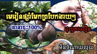 របៀបផ្សាំមែកឈើ(#មែកត្របែក)​/#ផ្សាំមែកត្របែកងាយៗដុះឫស100%