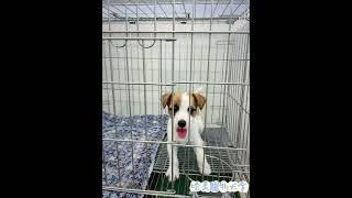 哈柔寵物犬舍-淘氣傑克羅素寶寶