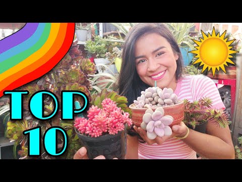 TOP 10: las
