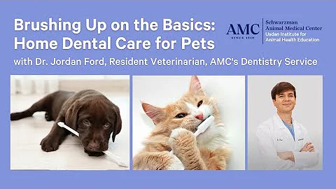 Home Dental Care for Pets