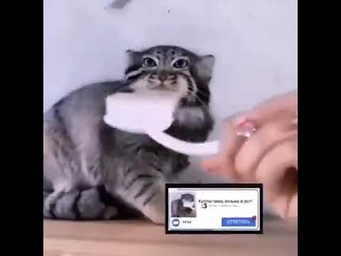 Holy Moly #cat #meme - YouTube