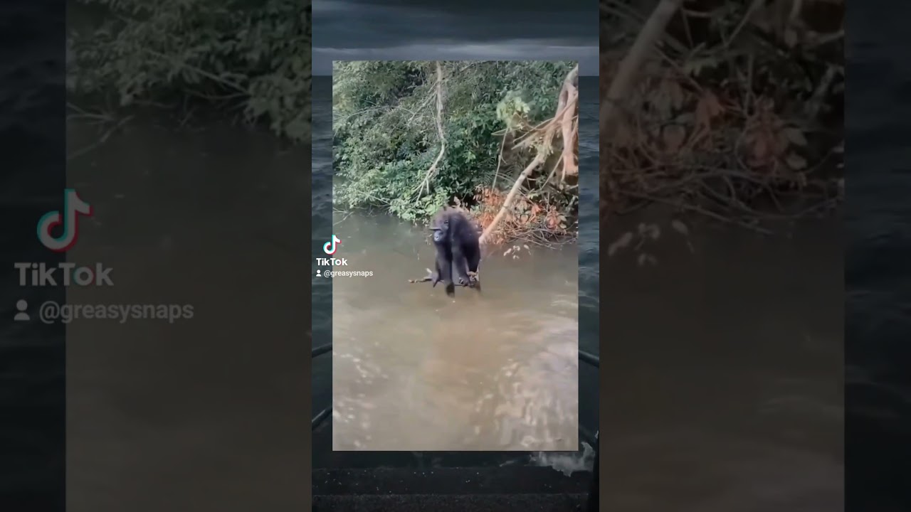 the ocean holds all secrets: monkey splash 