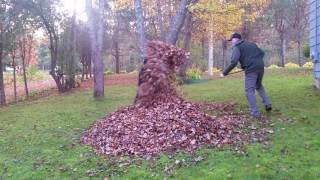 Собака любит листья || FunFailTop 2016 Собака любит листья || FunFailTop 2016