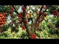 Harvesting 600+ Kg Of Giant Lychee Fruits From The Deep Forest, Completing A Terracotta Kitchen