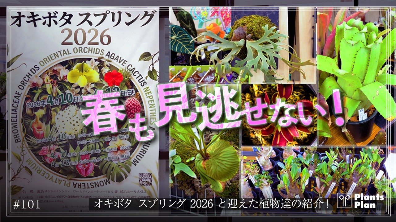 Okibota Spring 2026] Introducing the venue and participating shops