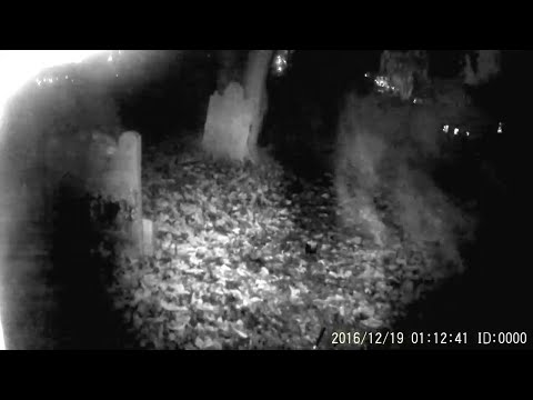 Graveyard Ghost Flies Straight At Camera