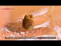 Tiny, charming fish captures hearts and mindsーNHK WORLD-JAPAN NEWS