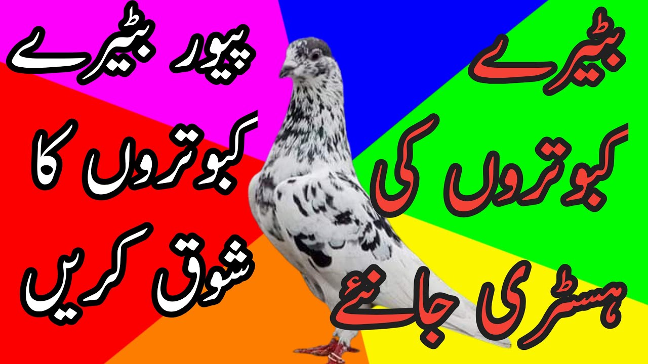 Batera Breed pure old sialkoti high flyers orignol kabootar nayaab parinday