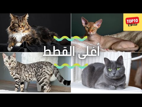 أغلى القطط في العالم لعام 2024 هل تقدر على شراء أحدها