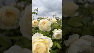 Bunga mawar tercantik di dunia #bunga #mawar #tercantik #populer #rose #flowers #beautiful #koleksi