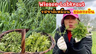 สะเดาฝรั่งยอดอ่อนๆงามๆผักชนิดใหม่ออกเต็มทุ่งไม่นึกว่ารสชาติจะเหมือนผักไทย( Wiesen-Labkraut)21/4/2024