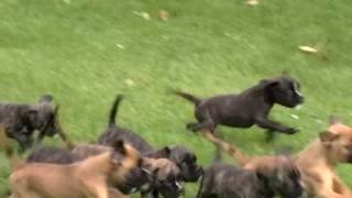Puppy Pied Piper- Very Cute German Boxer Puppies, Schutzhund Boxers