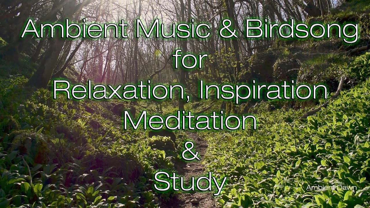 For Relaxation - Natural Birdsong and Ambient Sounds -  Meditation, Inspiration, and Mindfulness