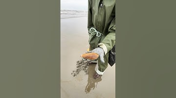 Find Razor Clams, 2023