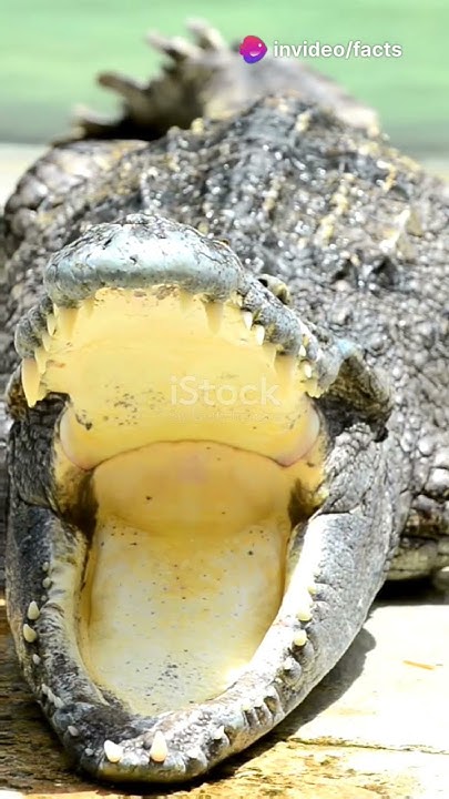 10 Amazing Facts About Saltwater Crocodiles #wildlife #interestingfacts