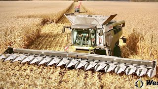 16 Row Olimac - Claas Lexion 7600 & Claas Xerion 5000  Westhoff Agrar - Project X Corn Harvest 2021