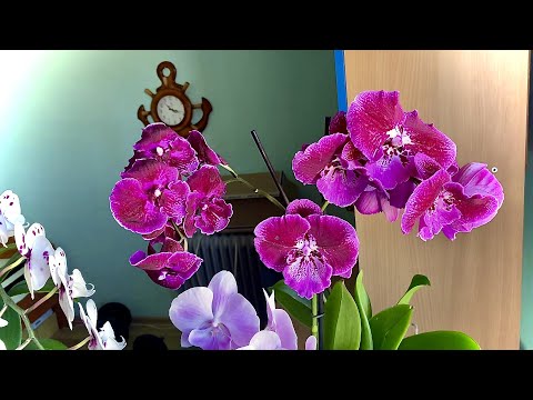 ОРХИДЕИ так ПОЛИВАЮ и ОБЗОР ЦВЕТУЩЕЙ коллекции орхидей БИГ ЛИПОВ 14 сортов